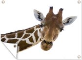 Muurdecoratie buiten Giraffe kop voor witte achtergrond - 160x120 cm - Tuindoek - Buitenposter