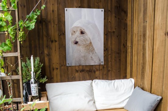 Un chien maltais blanc regardant par la fenêtre. Affiche de jardin 60x90 cm - Toile de jardin / Toile d'extérieur / Peintures d'extérieur (décoration de jardin)