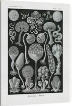 Arcyria - Mycetozoa (Kunstformen der Natur), Ernst Haeckel - Foto op Canvas - 75 x 100 cm