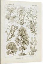 Zonaria - Fucoideae (Kunstformen der Natur), Ernst Haeckel - Foto op Canvas - 75 x 100 cm