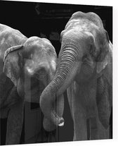 Olifanten op zwarte achtergrond - Foto op Plexiglas - 60 x 60 cm