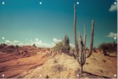 Cactus in de woestijn - Foto op Tuinposter - 90 x 60 cm