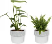 Set van 2 Kamerplanten - Monstera Deliciosa & Nephrolepis Vitale - ±  30cm hoog - 12cm diameter - in betonnen witte pot