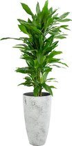 Kamerplant van Botanicly – Drakenboom in grijs plastic pot als set – Hoogte: 100 cm – Dracaena fragr. Janet Lind