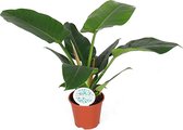 Bloem van Botanicly – Philodendron imperial Green – Hoogte: 40 cm