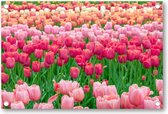 Tulpenveld in Nederland - Tuinposter 120x80 - Wanddecoratie - Landschap - Natuur - Bloemen