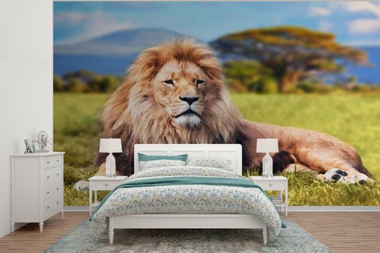 Papier peint - Papier peint photo Lion - Savane - Afrique - Largeur 350 cm  x hauteur... | bol