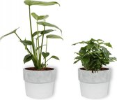 Set van 2 Kamerplanten - Monstera Deliciosa & Coffea Arabica- ±  30cm hoog - 12cm diameter - in betonnen witte pot