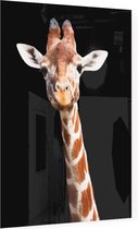 Giraffe op zwarte achtergrond - Foto op Plexiglas - 60 x 80 cm