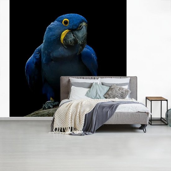 A ara hyacinthe sur une souche contre une fotobehang d'arrière - plan noir