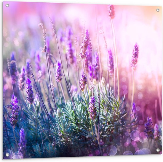 Tuinposter – Close Up van Lavendel - 100x100cm Foto op Tuinposter  (wanddecoratie voor buiten en binnen)