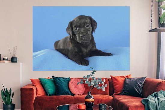 Tableau sur toile Chiot Labrador sur couverture bleue - 150x100 cm - Décoration murale