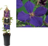 Klimplant Clematis Jackmanii 75 cm