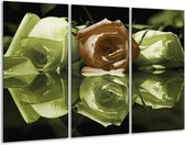 Glasschilderij Roos - Groen, Bruin, Wit - 120x80cm 3Luik - Foto Op Glas - Geen Acrylglas Schilderij - GroepArt 6000+ Glas Art Collectie - Maatwerk Mogelijk