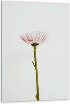 Dibond - Roze Bloem met Witte Achtergrond - 80x120cm Foto op Aluminium (Wanddecoratie van metaal)