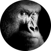 Silverback gorilla op zwarte achtergrond - Foto op Behangcirkel - ⌀ 100 cm