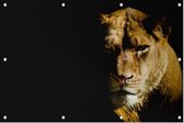 Leeuwin op zwarte achtergrond - Foto op Tuinposter - 150 x 100 cm