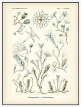 Campanulina - Campanariae (Kunstformen der Natur), Ernst Haeckel - Foto op Akoestisch paneel - 120 x 160 cm