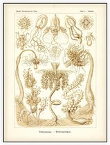 Tubuletta - Tubulariae (Kunstformen der Natur), Ernst Haeckel - Foto op Akoestisch paneel - 120 x 160 cm