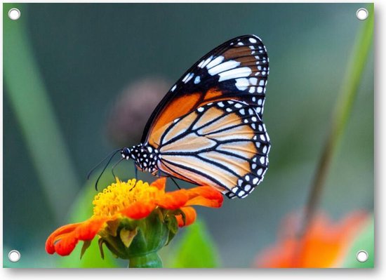 Close-up shot van een prachtige vlinder op een bloem met oranje bloemblaadjes - Tuinposter 70x50 - Wanddecoratie -