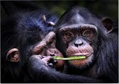 Chimpansee schattig koppel - Foto op Posterpapier - 59.4 x 42 cm (A2)
