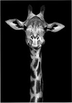 Giraffe op zwarte achtergrond - Foto op Posterpapier - 42 x 59.4 cm (A2)