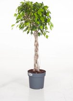 Kamerplant van Botanicly – Vijgenboom – Hoogte: 100 cm – Ficus exotica