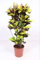 Kamerplant van Botanicly – Croton – Hoogte: 130 cm – Codiaeum variegatum Iceton