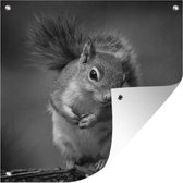 Affiche de Jardin Écureuil curieux en noir et blanc - 200x200 cm