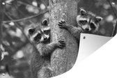 Tuinposter - Tuindoek - Tuinposters buiten - Twee wasberen klimmen in een boom - zwart wit - 120x80 cm - Tuin