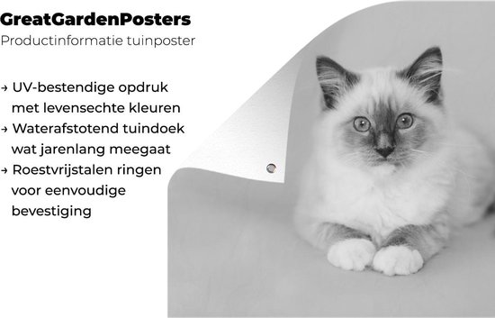 Affiche de jardin Paysage Chat Ragdoll - noir et blanc - 120x80 cm - Jardin