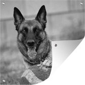 Posters de jardin Malinois tenant le ballon avec sa patte - noir et blanc - 50x50 cm