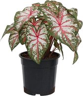 XL Caladium Tapestry zonder pot ↕ 70cm - Kamerplant