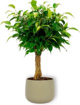 Kamerplant Ficus Babilatos - ↕ ± 25cm - Ø 12cm - in groene sierpot