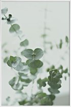 JUNIQE - Poster met kunststof lijst Eucalyptus Green 2 -13x18 /Groen &