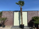 Trachycarpus Fortunei 400 cm stamhoogte