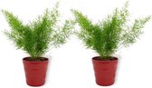 2x Kamerplant Asparagus Sprengeri - Sierasperge - ± 25cm hoog - ⌀  12cm - in rode pot