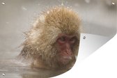Macaque japonais dans l'eau avec affiche de jardin de neige toile en vrac 60x40 cm - petit - Toile de jardin / Toile d'extérieur / Peintures pour l'extérieur (décoration de jardin)