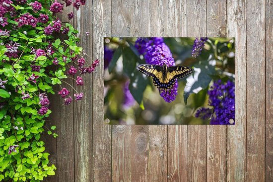 Papilio glaucus jaune sur un buisson à papillons 60x40 cm