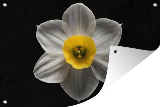 Une fleur de jonquille blanche sur fond noir affiche de jardin 180x120 cm -  Toile de... | bol.com
