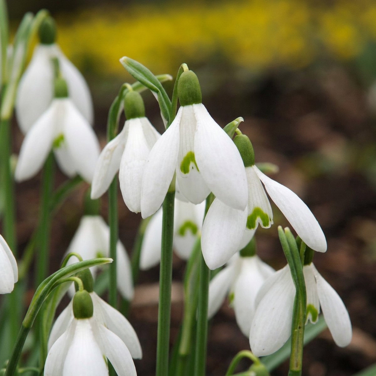 Green boutiQ - 50x Galanthus Elwesii - Grote sneeuwklokje - Wit - Voorjaarsbloeier - Bolmaat 5/6