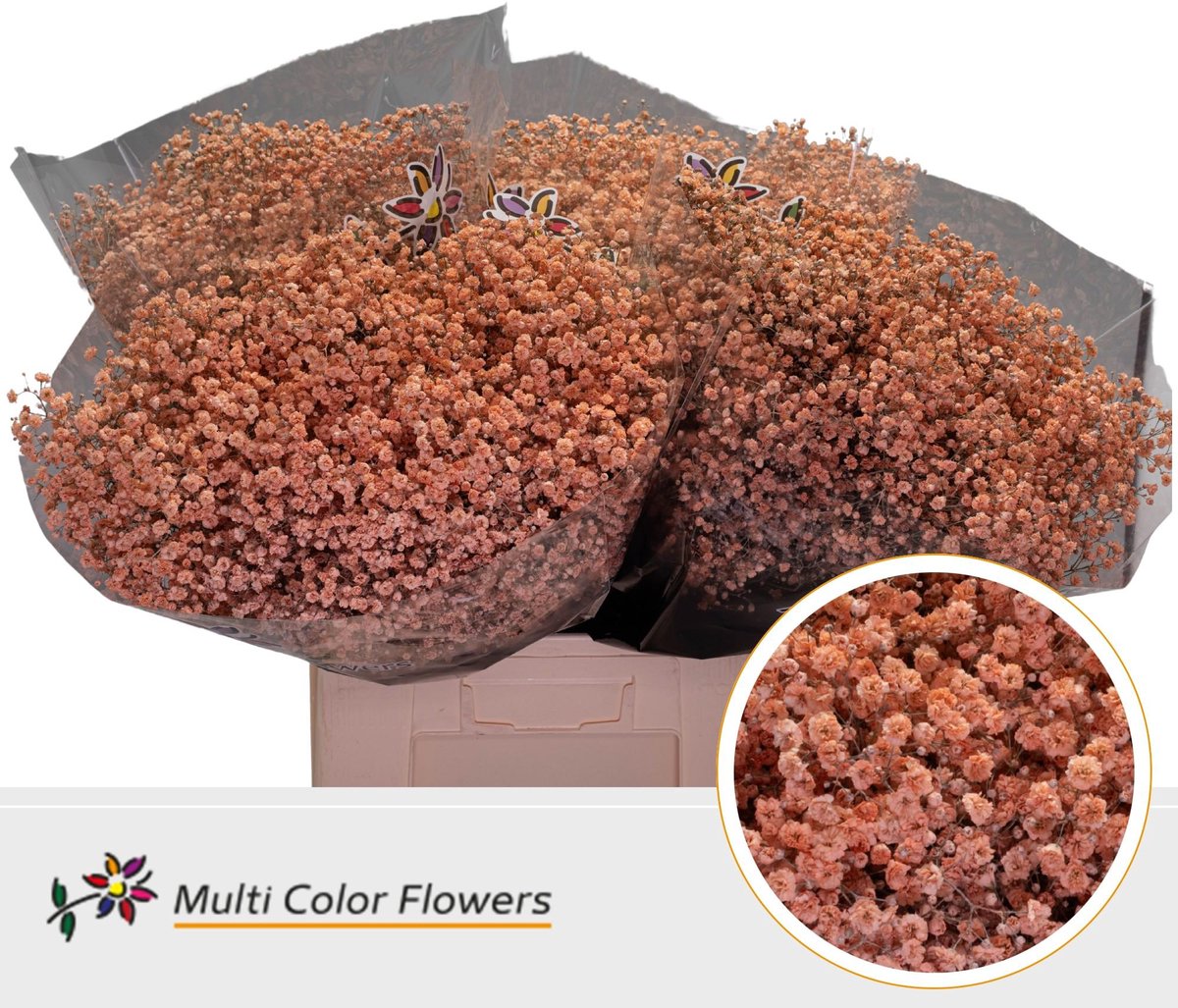 25x Gipskruid xlence apricot 70cm
