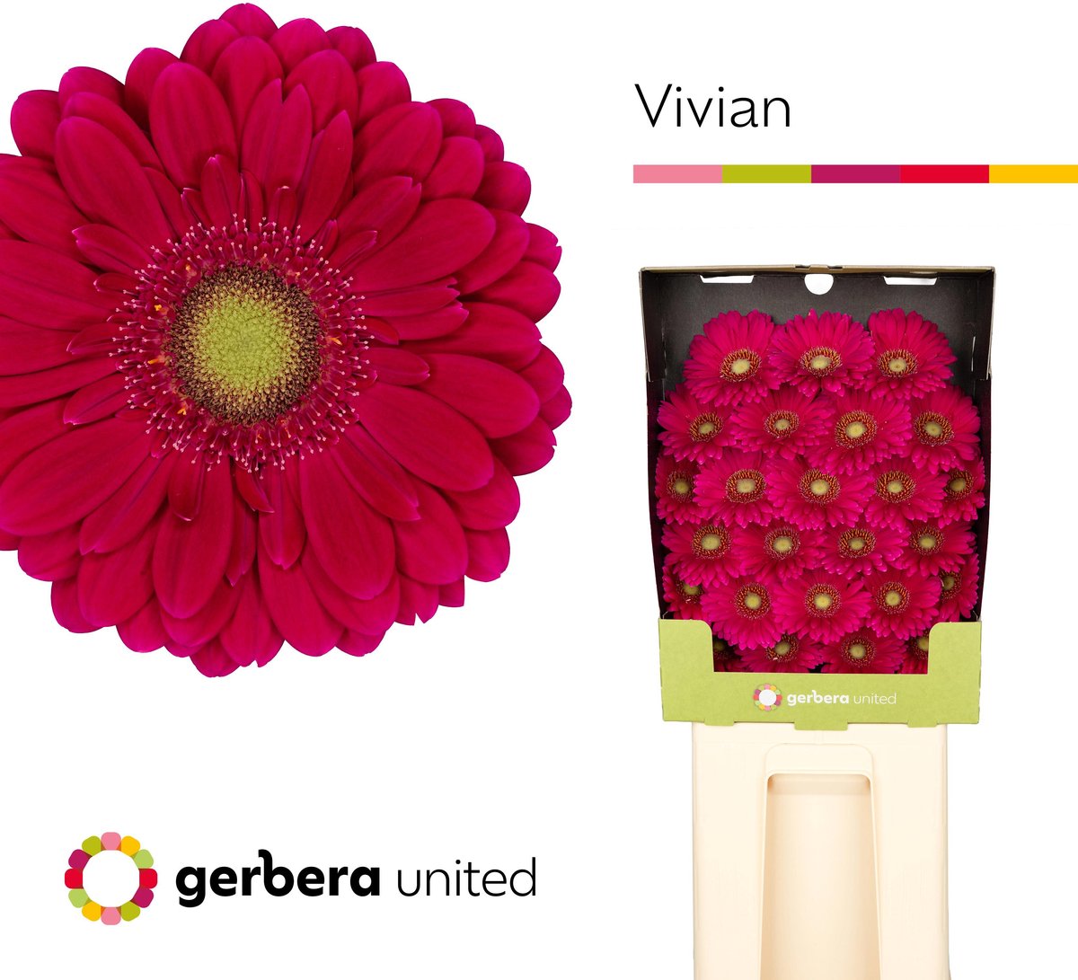 25x Germ.vivian 70cm