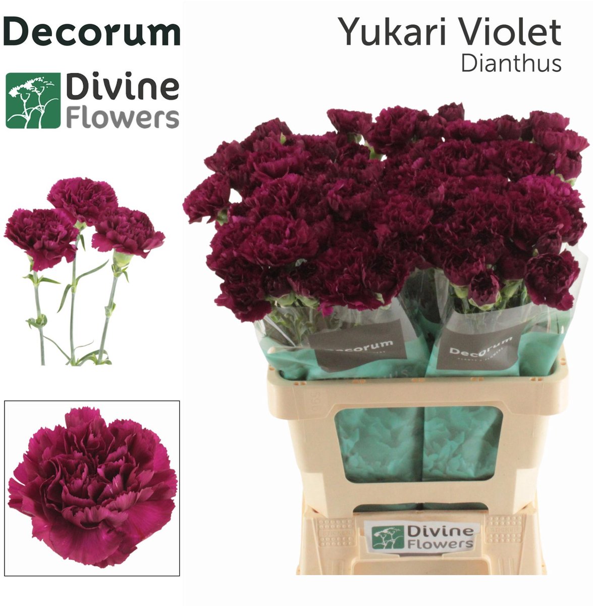 20x Dian.st.yukari violet 60cm