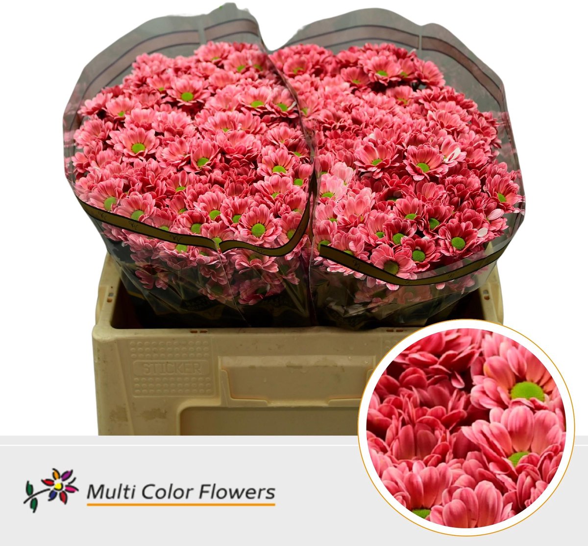 50x Chrysant san. bowie rood 50cm