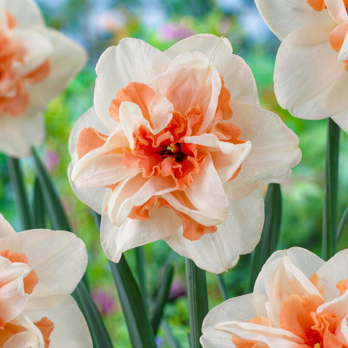 Narcissen Bloembollen Winterhard - Delnashaugh - 25 stuks - Meerkleurig - Bloem Bollen Mix - Paasbloemen Meerjarig