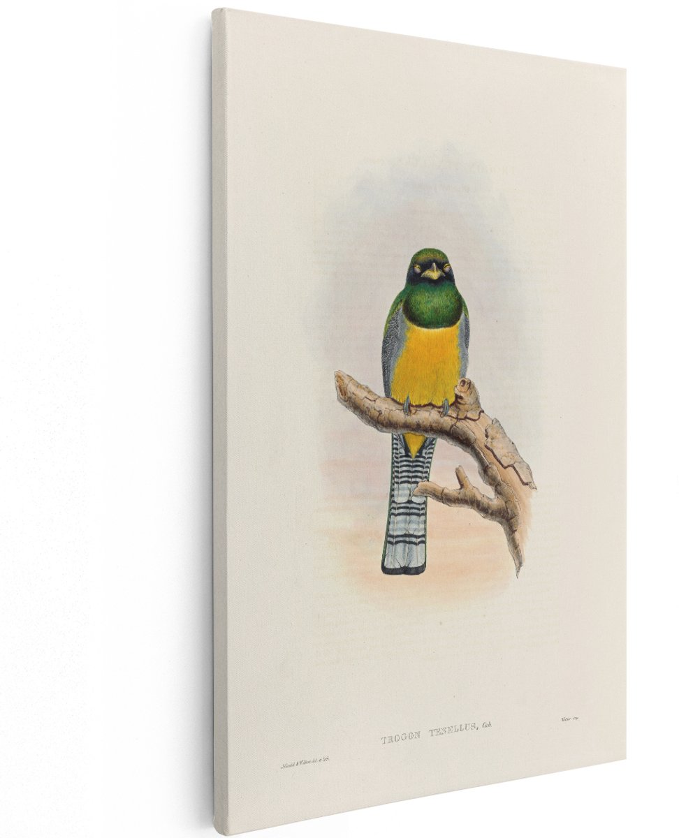 Artaza Canvas Schilderij Vogel - 100x150 cm - Groot - Wanddecoratie Trogon - Muurdecoratie Vintage Illustratie - Decoratie Dieren Woonkamer - Geel Groen