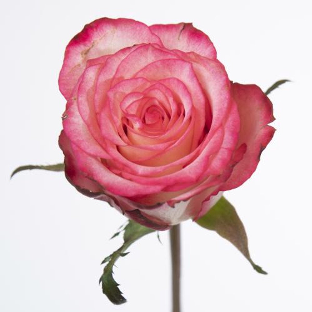 20x Rosa spark condor 60cm
