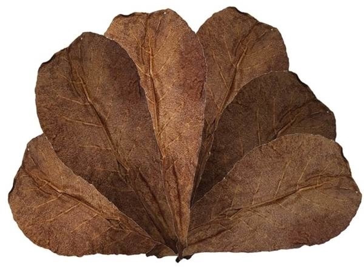 Catappa bladeren 12-18cm - voor Aquarium - 10 stuks