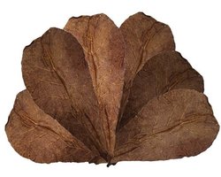Catappa bladeren 12-18cm - voor Aquarium - 10 stuks